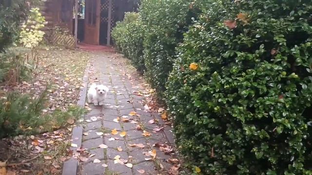 мальтезе на даче смотреть онлайн