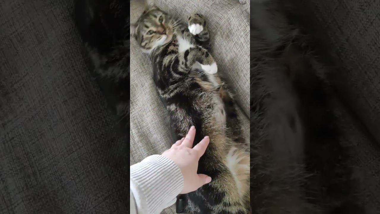 любимчик смотреть онлайн