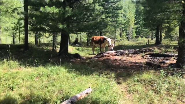 Нилова Пустынь - Шумак - Аршан (часть 1) смотреть онлайн