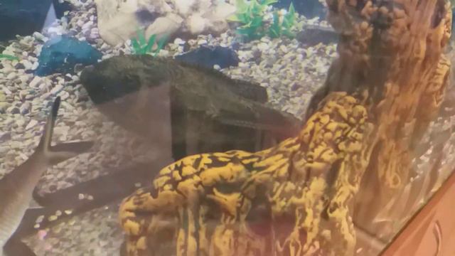 Сара и Нюша морские свинки! И аквариум! смотреть онлайн