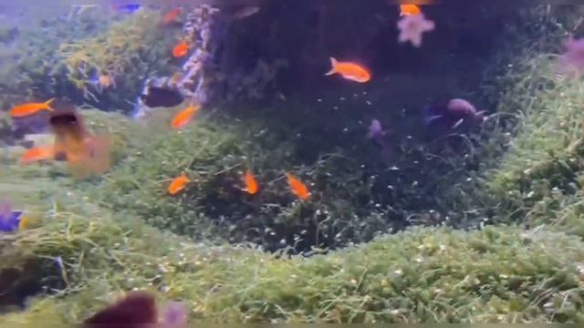 10 января 2023 г.МОСКВАРИУМ . ЧАСТЬ 2.