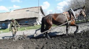 Посадка картофеля лошадью! Почти забытый способ посадки КАРТОШКИ!