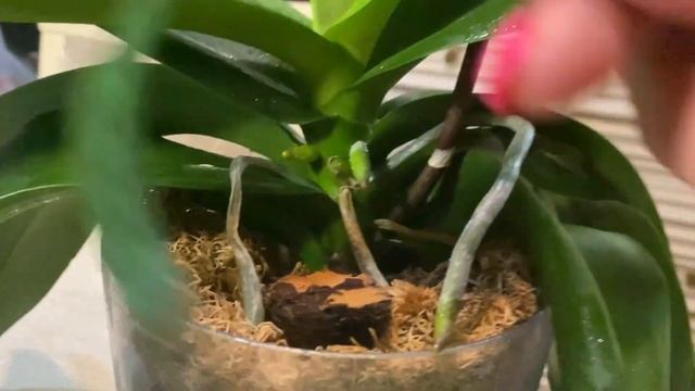 РАСТУТ как НА ДРОЖЖАХ! 3 СМ. в неделю - РОСТ листьев!!! смотреть онлайн