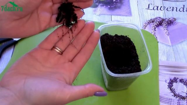 ? Пикировка томатов и перцев: в чём разница. Вы наверняка этого не видели - 7 дач смотреть онлайн