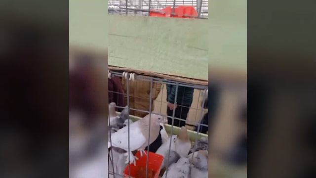 Россия Москва новости сегодня