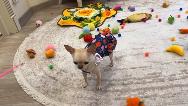 Кто это такой красивый, кто такой нарядный? Чихуахуа Мия 🐶🥰😍. смотреть онлайн