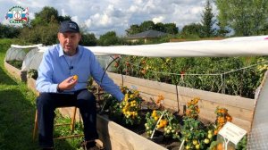 МИНИ-ТОМАТЫ НА БАЛКОНЕ - Серия Жемчужина