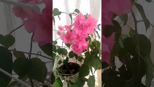Цветок бугенвиллия,фото! смотреть онлайн