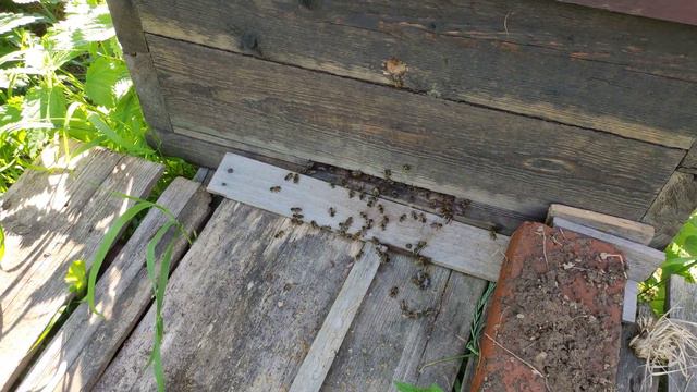 Средне русская пчела.Медосбор