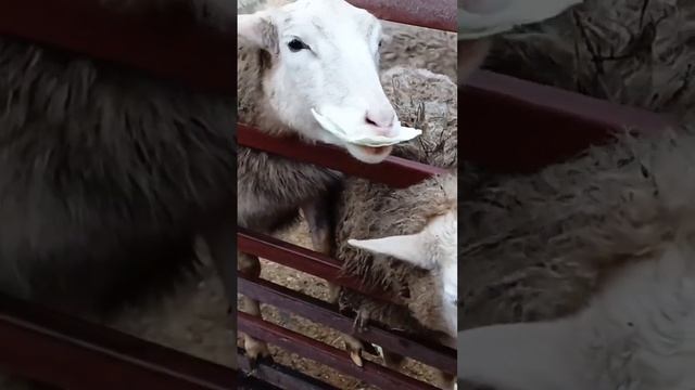 Животные весёлые, овцеводство, кормление и разведение, барашки и овечки кушают овощи смотреть онлайн