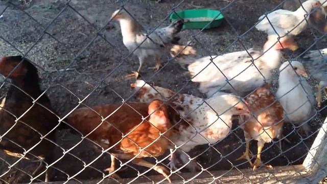 Цыплята из инкубатора. 100 ЦЫПЛЯТ ЗА 2 МЕСЯЦА. Мой опыт. смотреть онлайн