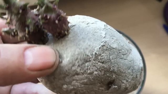 СЕМЕННОЙ КАРТОФЕЛЬ. ВИДЫ И ПОДГОТОВКА смотреть онлайн