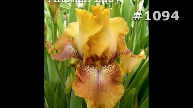 #1094. Ирисы - самые яркие цветы смотреть онлайн
