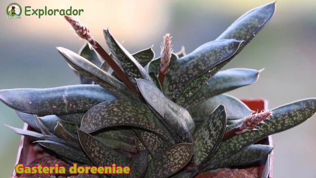30 Hermosas Variedades de Gasteria ! смотреть онлайн