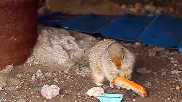 Евражка смотреть онлайн