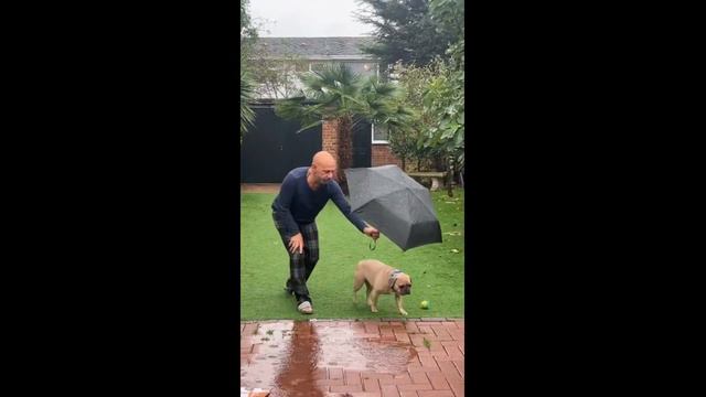 Owner holds umbrella for his dog while he goes to the bathroom смотреть онлайн
