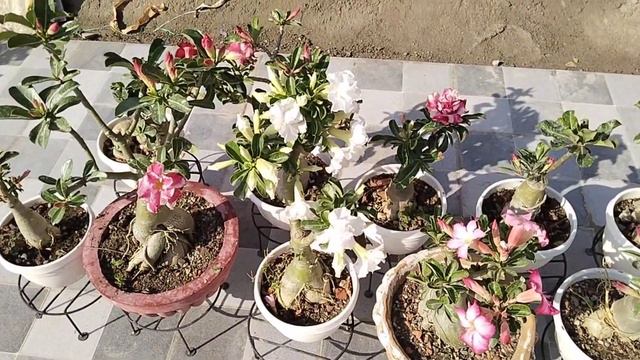 Golden Tips For Continuous Flowering In Adenium #adenium #desertrose #allaboutadenium
