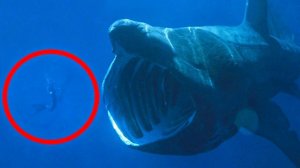 Самые Большие Животные В Мире