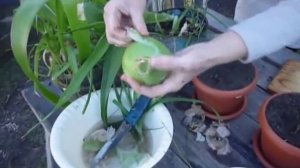 Индийский лук. Все его полезные свойства.