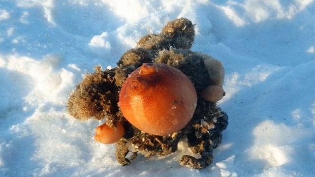 Морской картофан Асцидия пурпурная смотреть онлайн