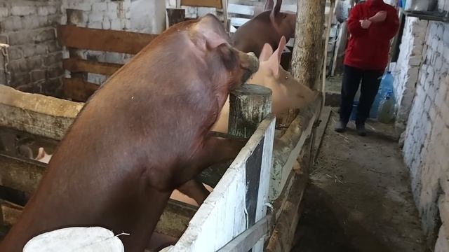 Кому сколько молока?)))) смотреть онлайн