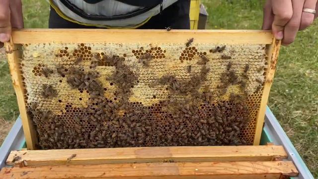 Подсадка ценной матки ИО! Приём матки 99.9%. Как подсадить матку?! смотреть онлайн