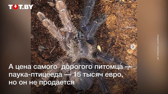 Очень необычные жуки! Парень из Германии разводит и продает насекомых смотреть онлайн