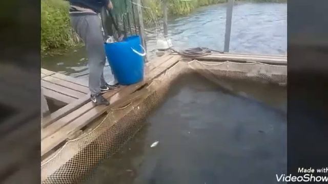 09.08.19. Запуск осетра и форели на малый водоём в кокино смотреть онлайн