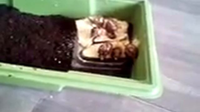 Переселения улитят Турбы и Каштана ??/KetiLine : смотреть онлайн