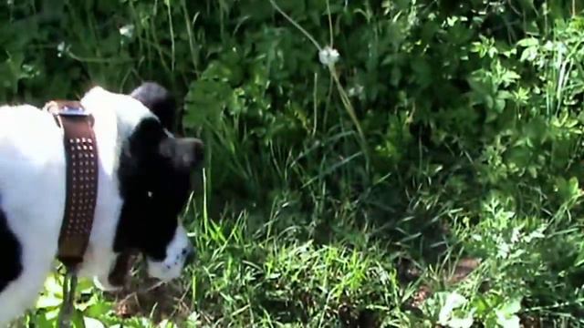 Funny Animals-Первое знакомство собаки со змеей. смотреть онлайн