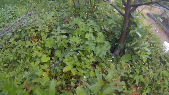 дикая земляника на даче дача под Архангельском смотреть онлайн