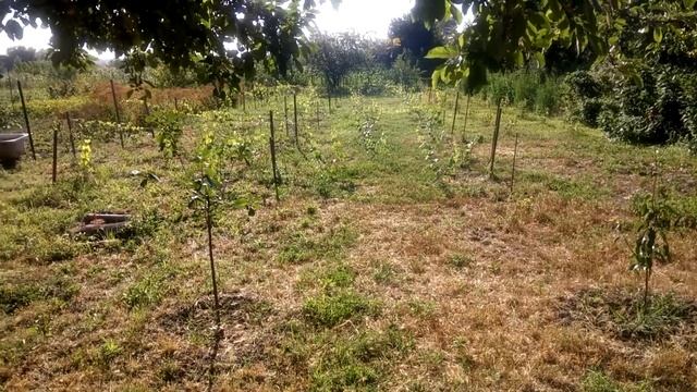 Часть 2 Подкормка коровяком, навозом виноград, Азотное удобрение, Чем удобрять виноград. смотреть онлайн