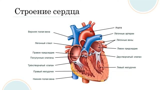 Кровеносная и лимфатическая системы. Строение и работа сердца смотреть онлайн