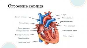 Кровеносная и лимфатическая системы.  Строение и работа сердца