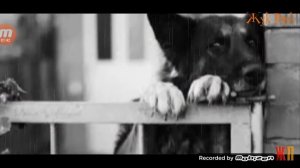 Прошу вас любите собак! Грустный стих про собаку ?