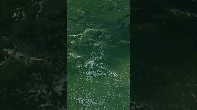 Акулы в Черном море. Опасно для жизни #shorts смотреть онлайн