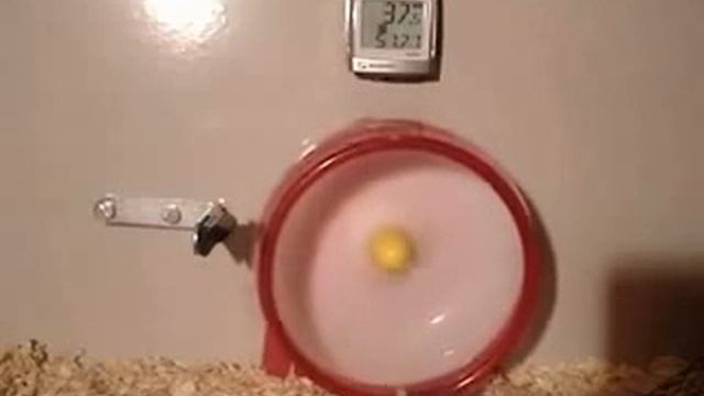 Приколы беговое колесо PeretsCCCP#18 смотреть онлайн