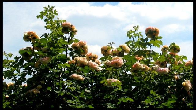 Дачный дизайн. Хвойные деревья. Декоративные кустарники. Живые изгороди. Многолетние цветы. смотреть онлайн