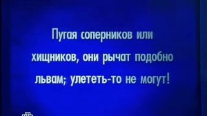 Своя игра. Мартынов - Маландина - Белявский (03.02.2013)