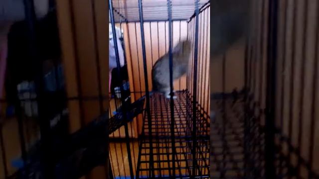 Как содержать дегу #2 смотреть онлайн