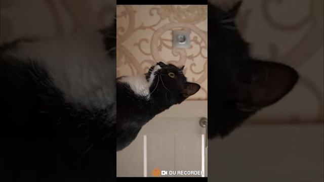 Реакция на видео моя новая камера видит пеннивайза смотреть онлайн