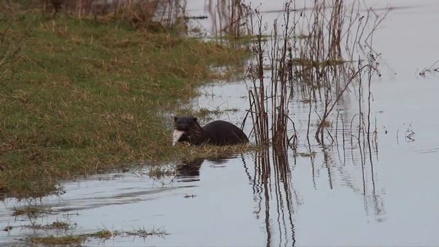 Otter eating a fish on the bank of the river suir смотреть онлайн