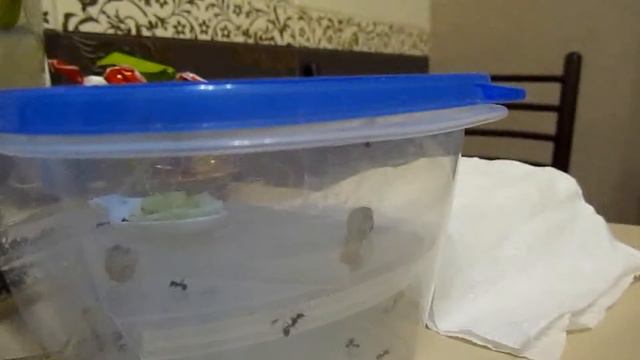 Для формикария второе дно смотреть онлайн