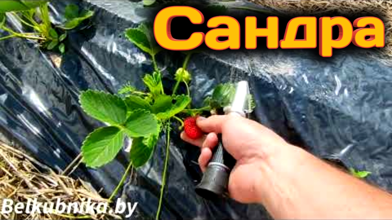 Сандра. Ранний сладкий сорт (КСД). Belklubnika.by.mp4 смотреть онлайн