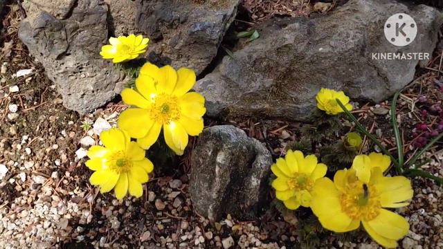 #특집 #개구리왕국에 #복수초 #노루귀 #힐링타임 @서상우통기타라이브