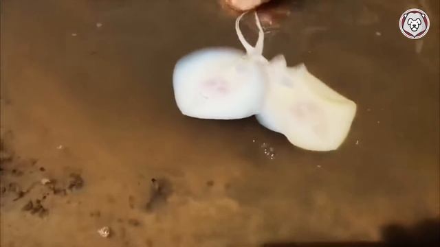 Эти Кадры Нужно Видеть! Как Рожают Разные Животные | Топ 10 смотреть онлайн