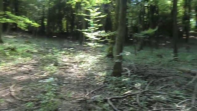 Лес прогулка. Бревна. Германия смотреть онлайн