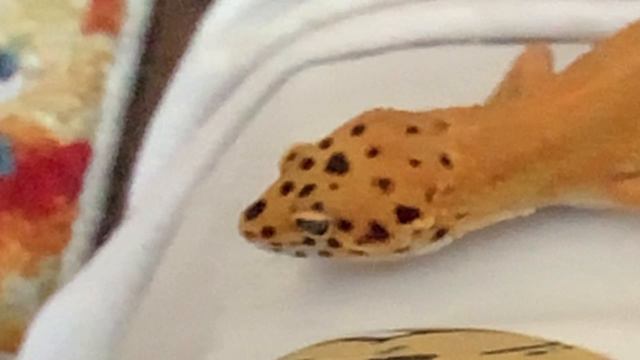 Ящерица 🦎 смотреть онлайн