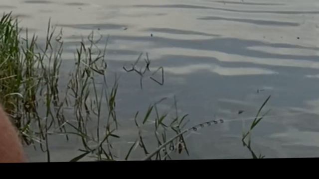 Рыбалка на Сырдарье. Мехнат. смотреть онлайн