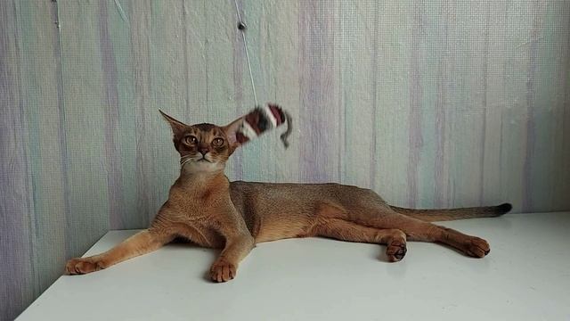 Abissinskiekotiata.ru